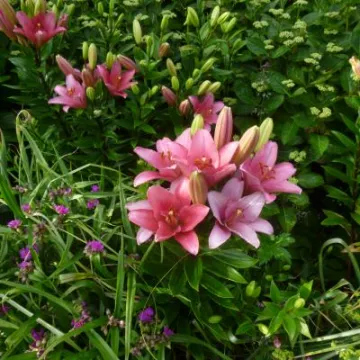 Flower Club June 2019 P1030745