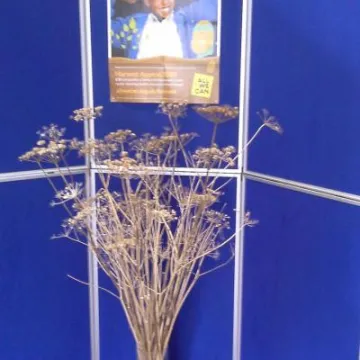 Image: 2019-09 Harvest flowers 3