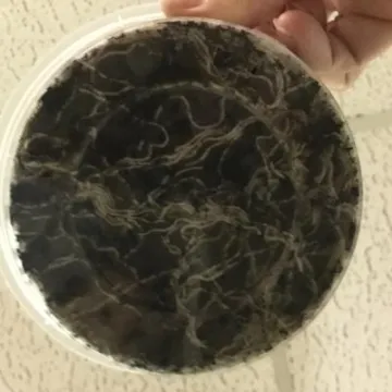 C7BAD555-FEF1-4773-9F96-B5195C579909