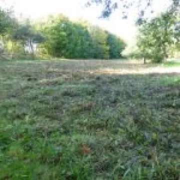 Wild Flower clearance
