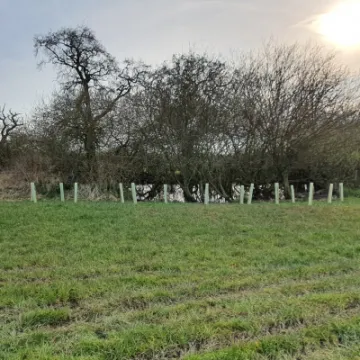 Trees 4