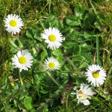 Keith Barker Woodland photos April 2020