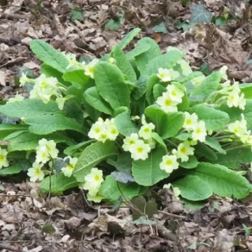 Keith Barker woodland April 2020 (8)