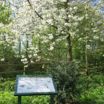 Woodland Walk (2)e2c83