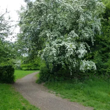 White Hawthorn 2