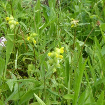 Yellow Rattle