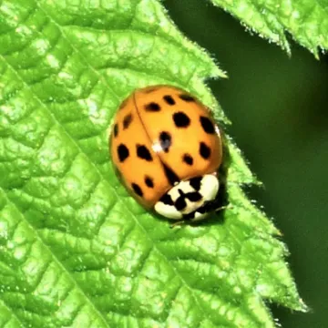 Turnpike field wildlife