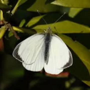 large white