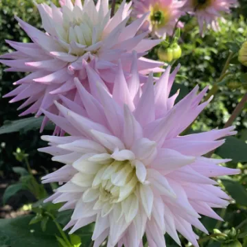 dahlia 2