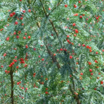 TCW Yew Ben With Arils