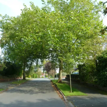 Mature tree overhanging High Tree Drive