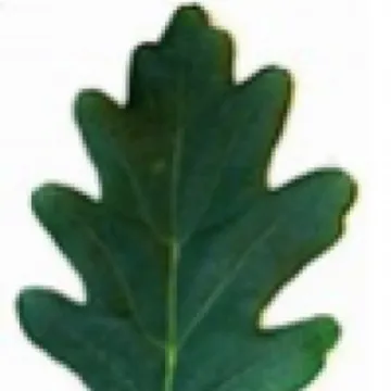 Turnpike Field Leaves