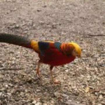20060509 0025