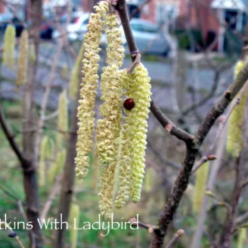 Catkins With Ladybird