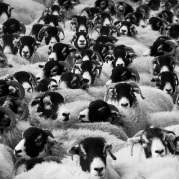Black and white photo of sheep