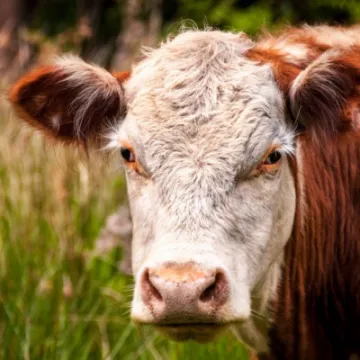 Brown and white cow