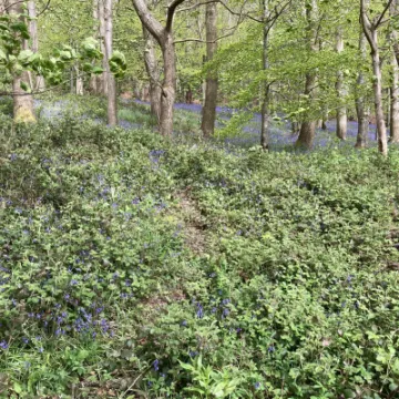 kate chirk bluebells