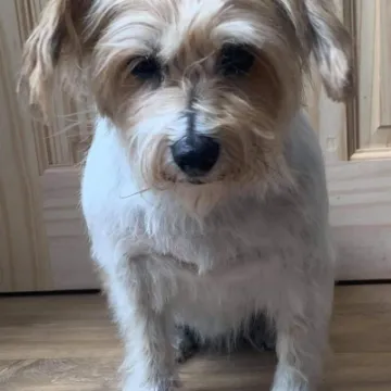 Tilly