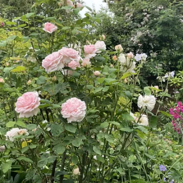 CE9EA4E1-CDF0-4676-9F08-1C97B23798A5