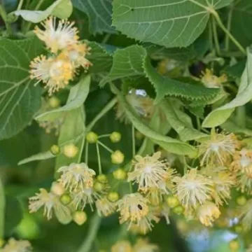 Lime Tree Flowers (1)