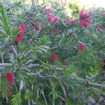 AHFC Ganden July 2021 P1040029[316711]