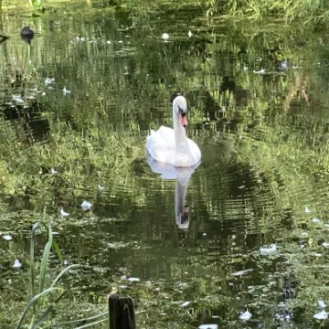 Image: 05 Junior1 Toby StillSwan