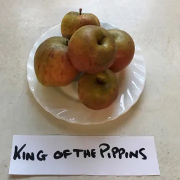 King Of The Pippins
