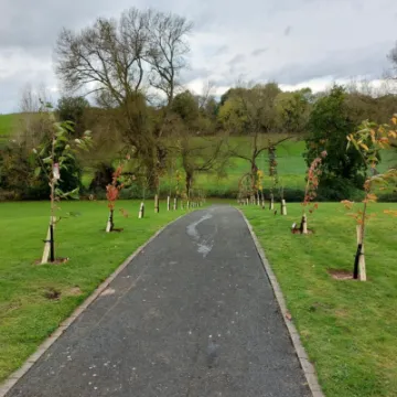 New Trees in Cemetery