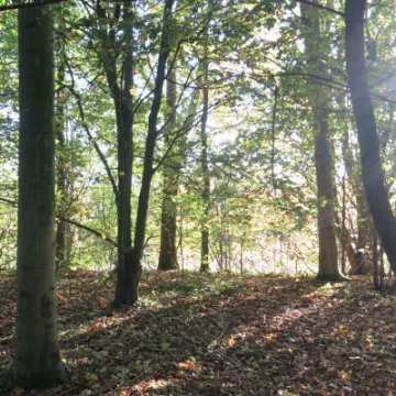 Woodlands Tarvin 2021 2