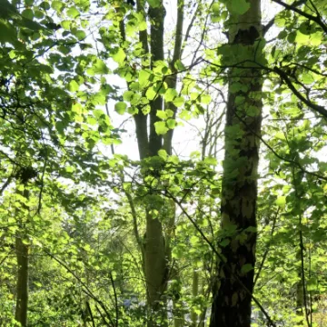 Woodlands Tarvin 2021 3