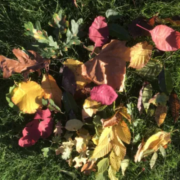 Autumn leaves