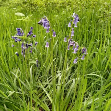 bluebells 3