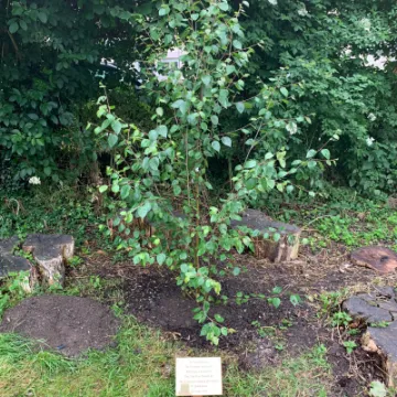 Scout & Guides Tree