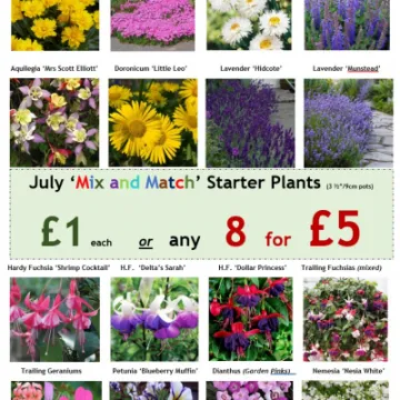 Mix and Match July 16th 2022