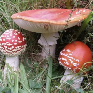 8EA99BB8-F51D-42FF-A66F-C8C72BEE8170