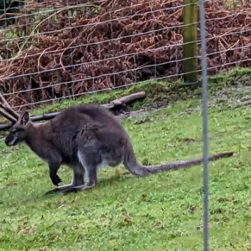 Wallaby