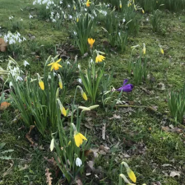 Daffodils 2