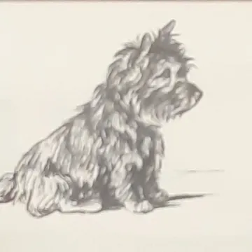 Cairn Terrier