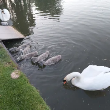 Flower Club Firs Garden June 2023 RG 20230614_212143 (1)