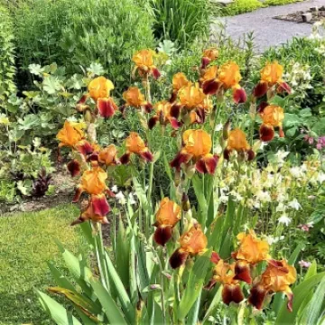 NGS Burton 3
