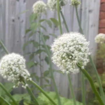 Open Gardens Weekend 2023 A