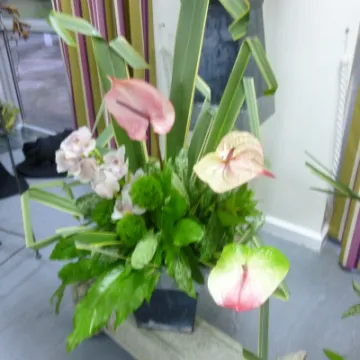 FLower Club July 2023 P1040292 (1)