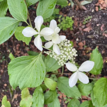 EA3C11E9-46D6-46FF-AA18-128DD5AC2518