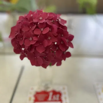 9C066BDD-6605-42CB-B002-1F7036F5E09E