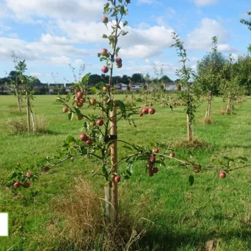 apple-trees-at-thackeray-park_sept22