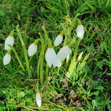 Signs of Springs &ndash; Snowdrops