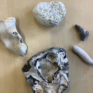 Fossils