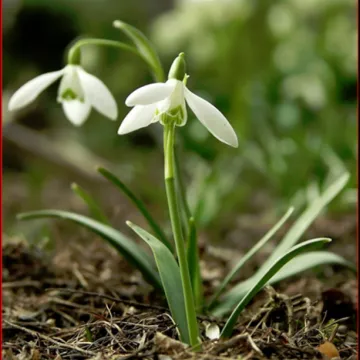 Snowdrop