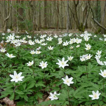 Wood Anemone