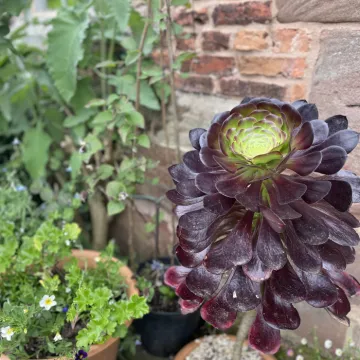 Aeonium